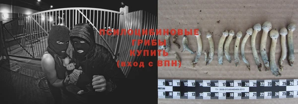 стаф Аркадак